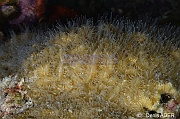 Meandrina-meandrites nuit corail a meandres-Bonaire Buddy Reef-18m-20180222nuit-Denis-ADER-DSC_7598_tn